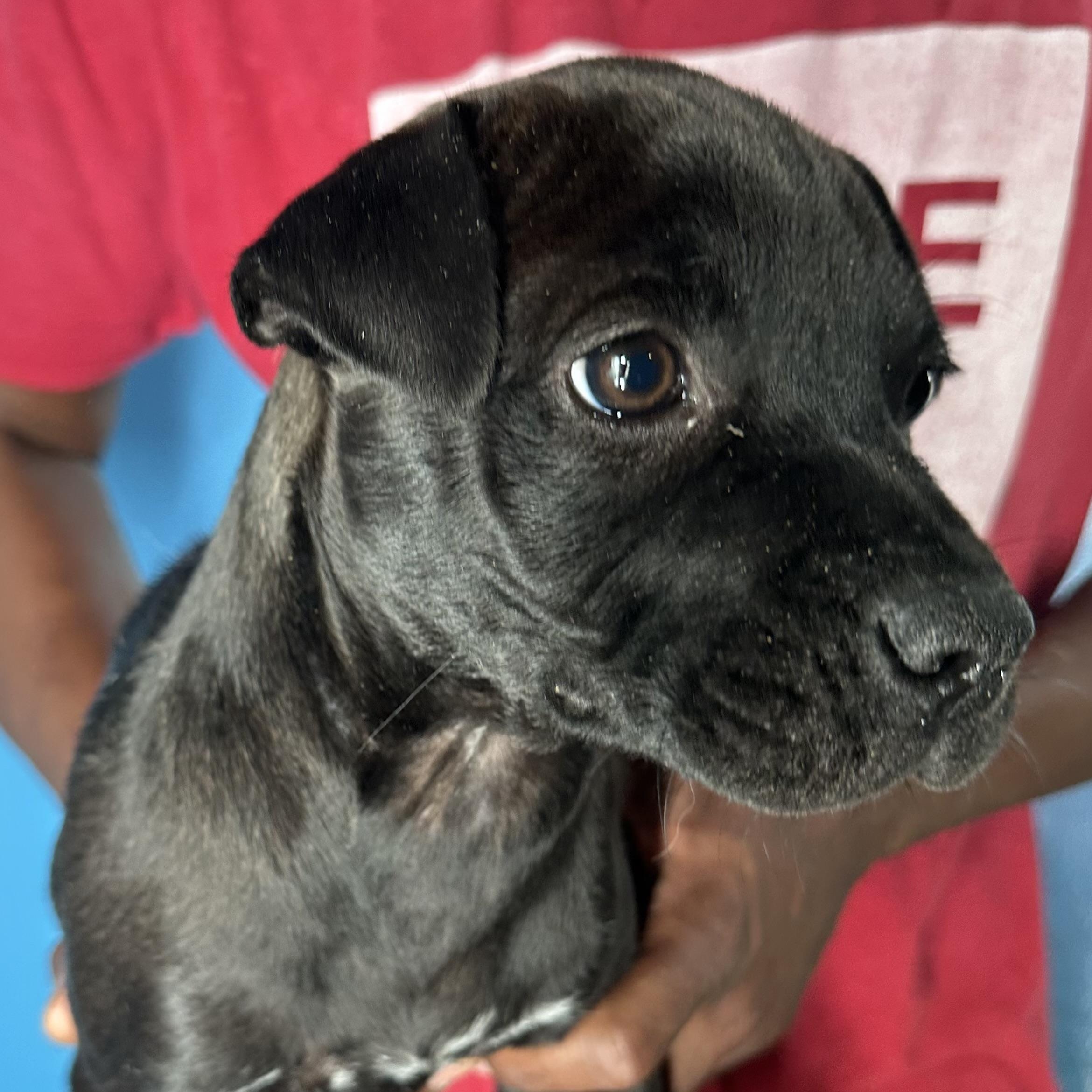 Enlarge Dottie - Local April 10-12, a ADOPTABLE mixed breed in North Smithfield, RI image 4/6