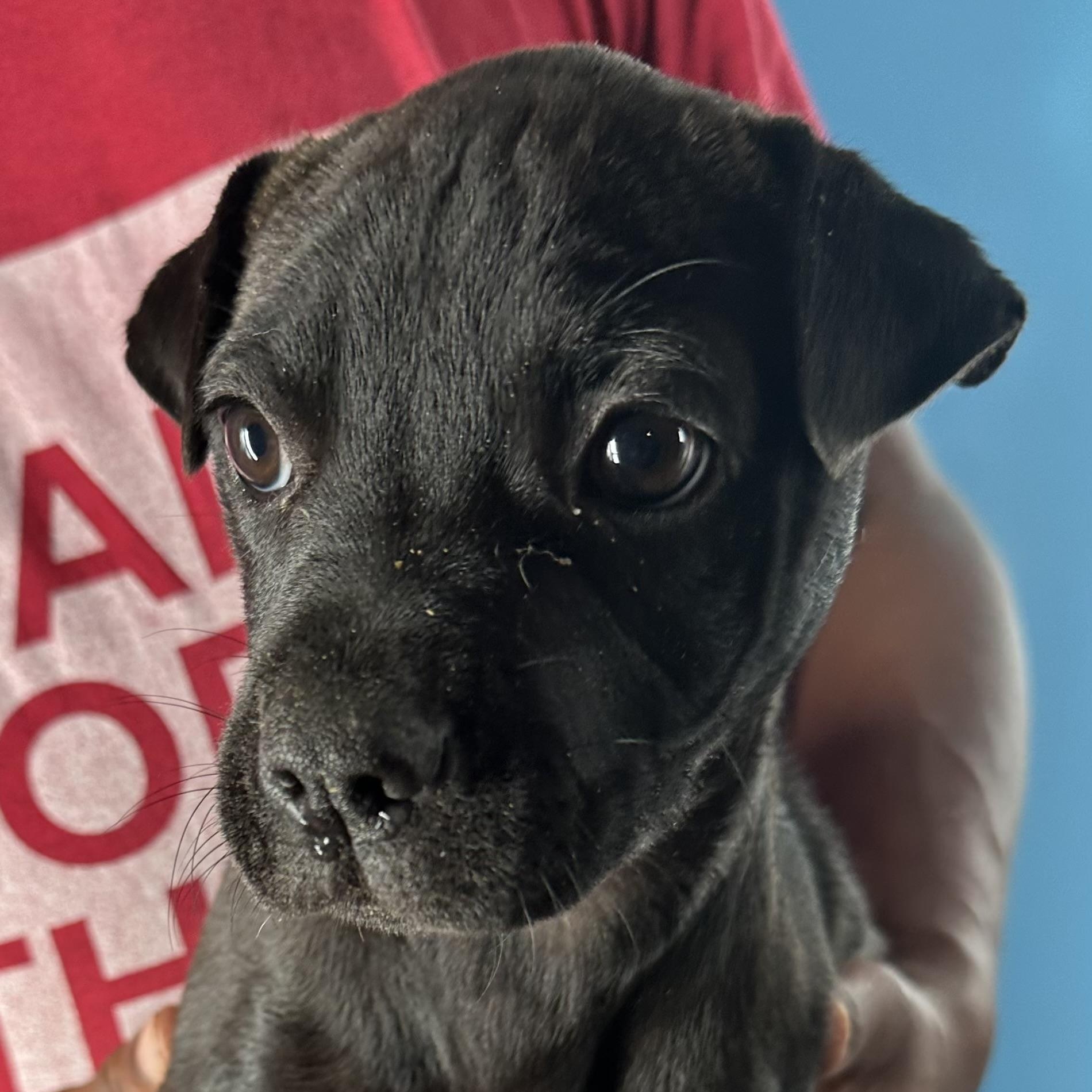 Enlarge Dottie - Local April 10-12, a ADOPTABLE mixed breed in North Smithfield, RI image 3/6