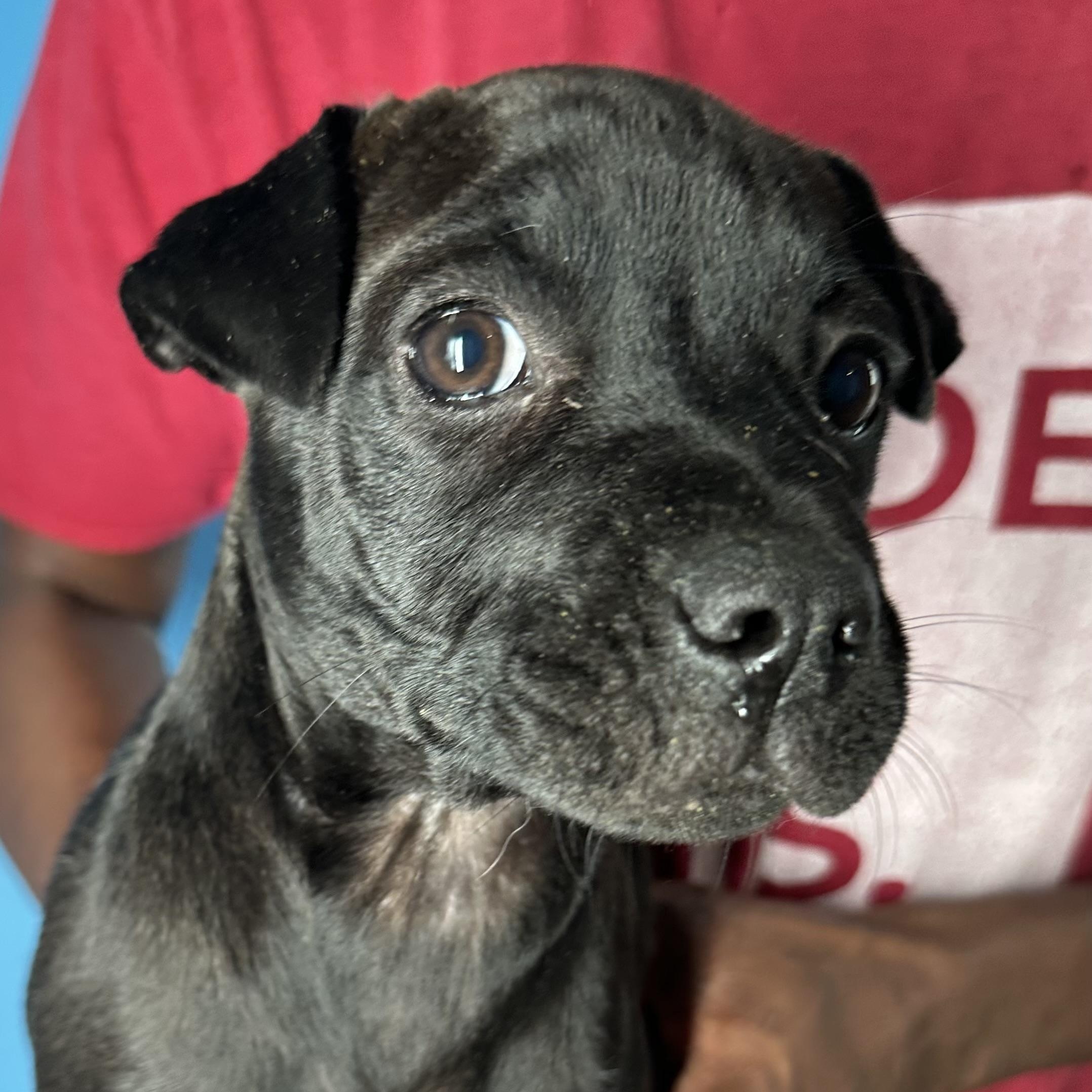 Enlarge Dottie - Local April 10-12, a ADOPTABLE mixed breed in North Smithfield, RI image 5/6