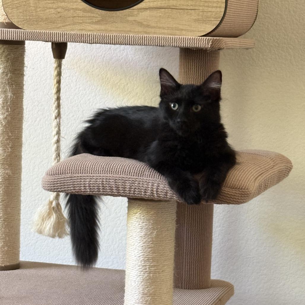 Enlarge Onyx, a Adoptable Domestic Short Hair in Orangevale, CA image 1/6