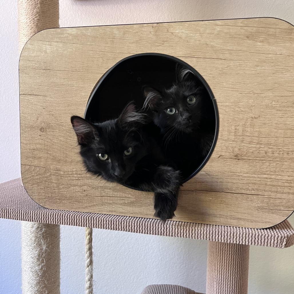 Enlarge Onyx, a Adoptable Domestic Short Hair in Orangevale, CA image 2/6
