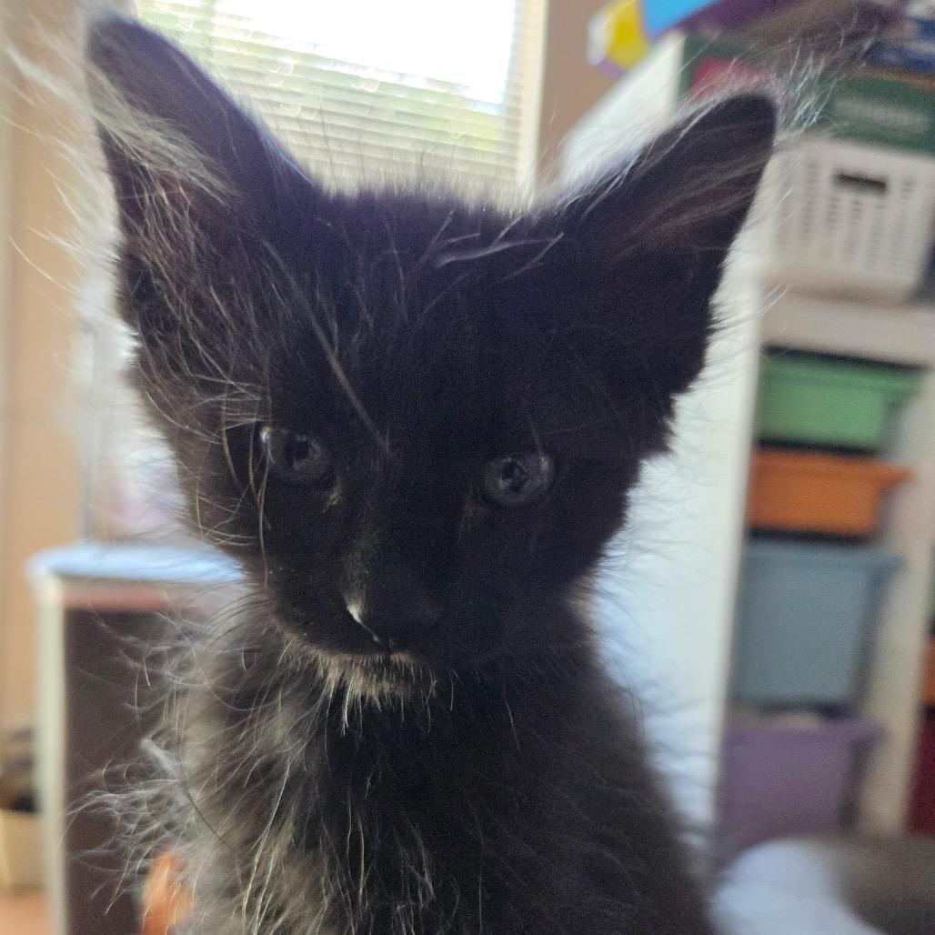 Onyx, Adoptable, Kitten Male Domestic Short Hair.