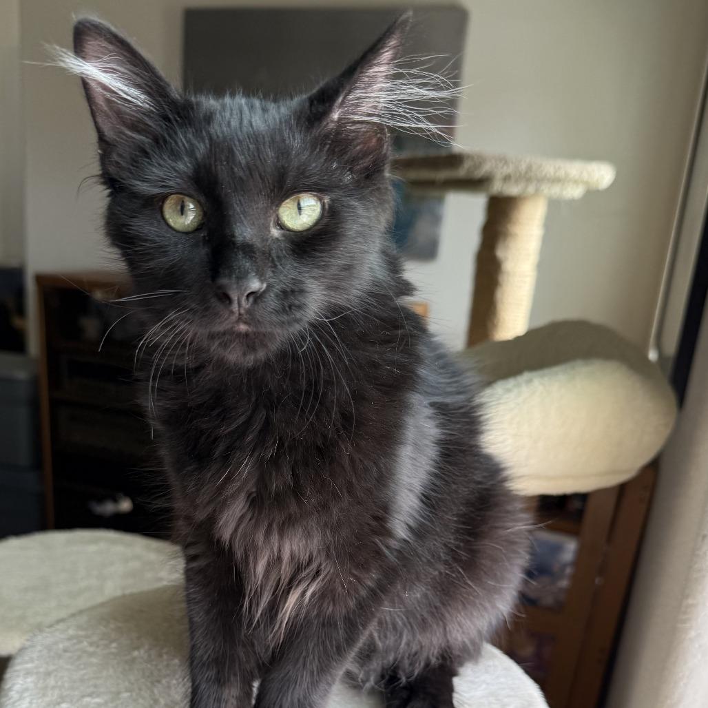 Enlarge Onyx, a Adoptable Domestic Short Hair in Orangevale, CA image 3/6