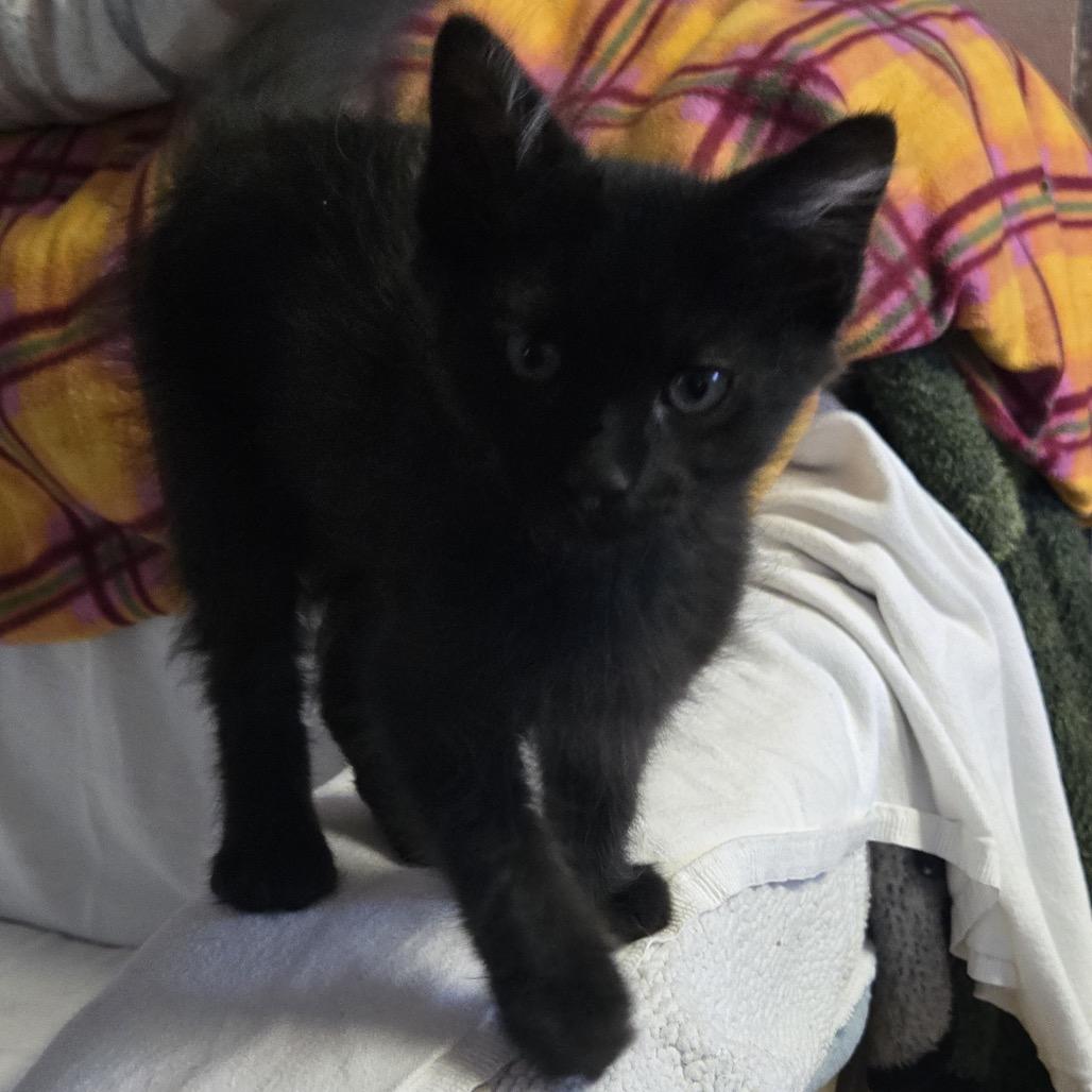 Enlarge Onyx, a Adoptable Domestic Short Hair in Orangevale, CA image 6/6