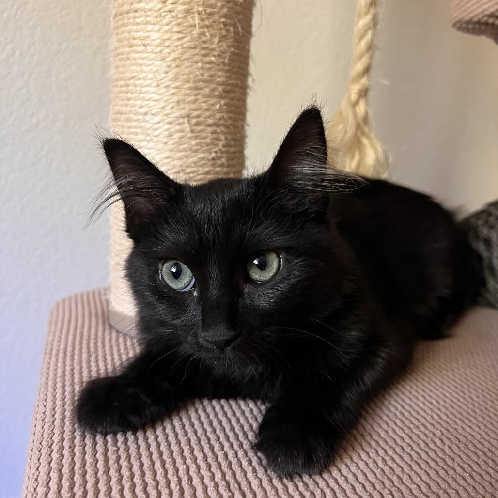 Enlarge Onyx, a Adoptable Domestic Short Hair in Orangevale, CA image 4/6