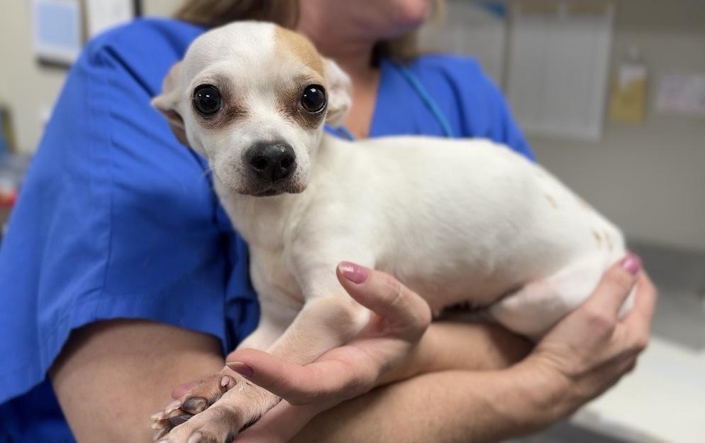 Lily, Adoptable, Adult Female Chihuahua.