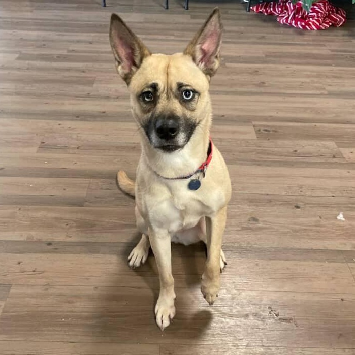 Enlarge Jovie, a ADOPTABLE mixed breed in New Milford, CT image 1/3