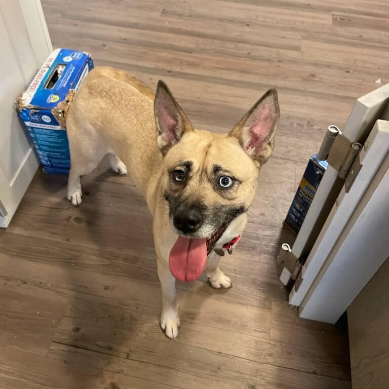 Enlarge Jovie, a ADOPTABLE mixed breed in New Milford, CT image 2/3