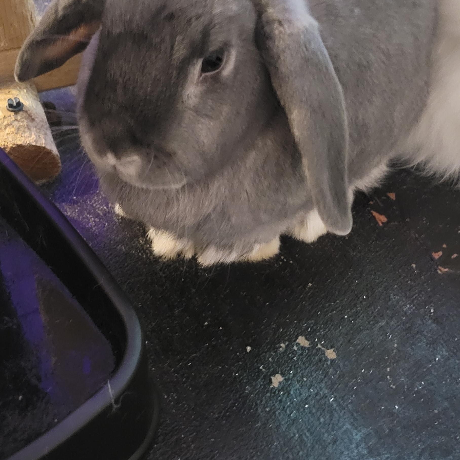 Enlarge Lillian and Ozzy OzzBunn, a Adoptable mixed breed in Seminary, MS image 3/5