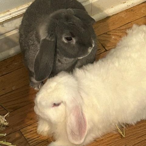 Lillian and Ozzy OzzBunn, Adoptable, Adult Male Angora Rabbit & Mini Lop.