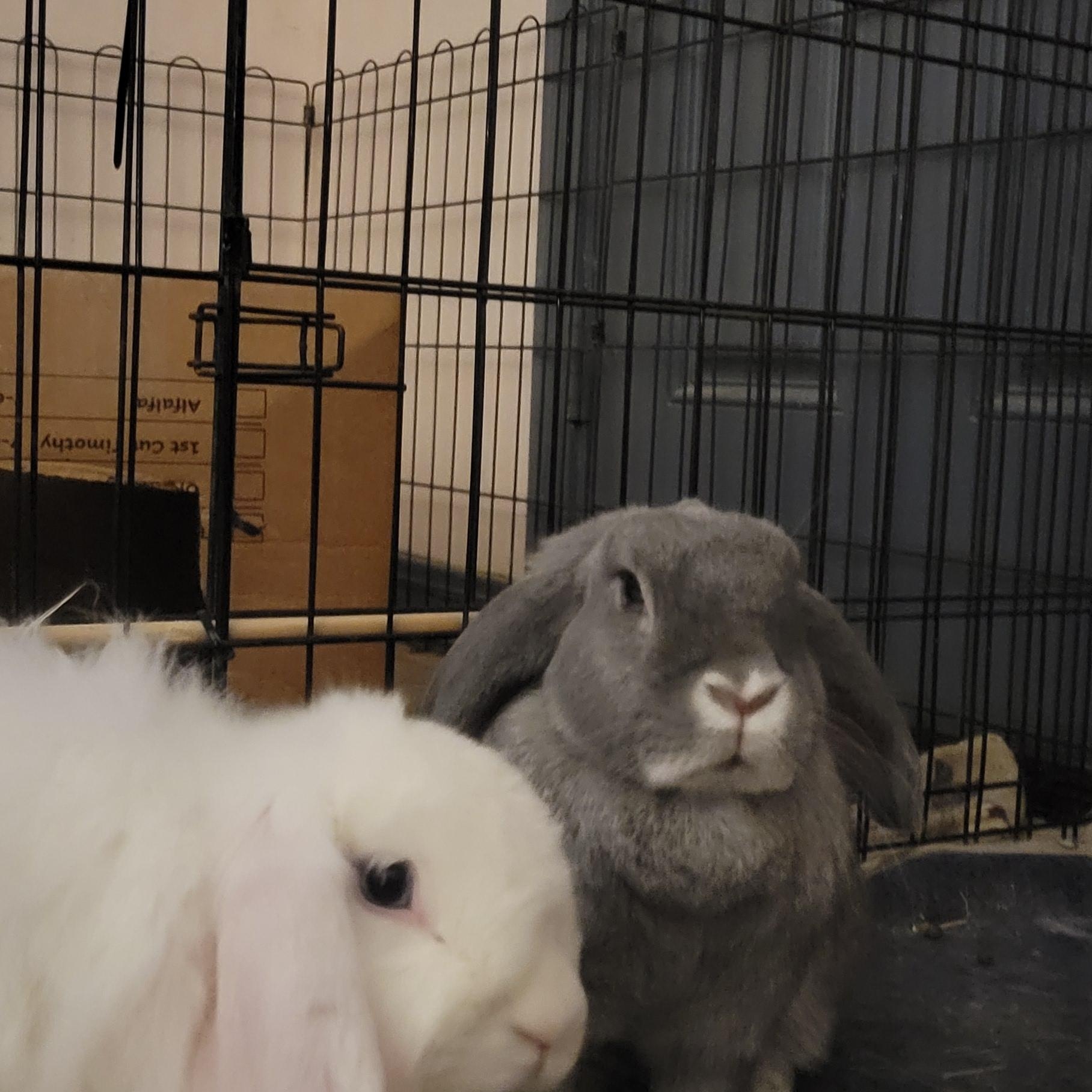 Enlarge Lillian and Ozzy OzzBunn, a Adoptable mixed breed in Seminary, MS image 2/5