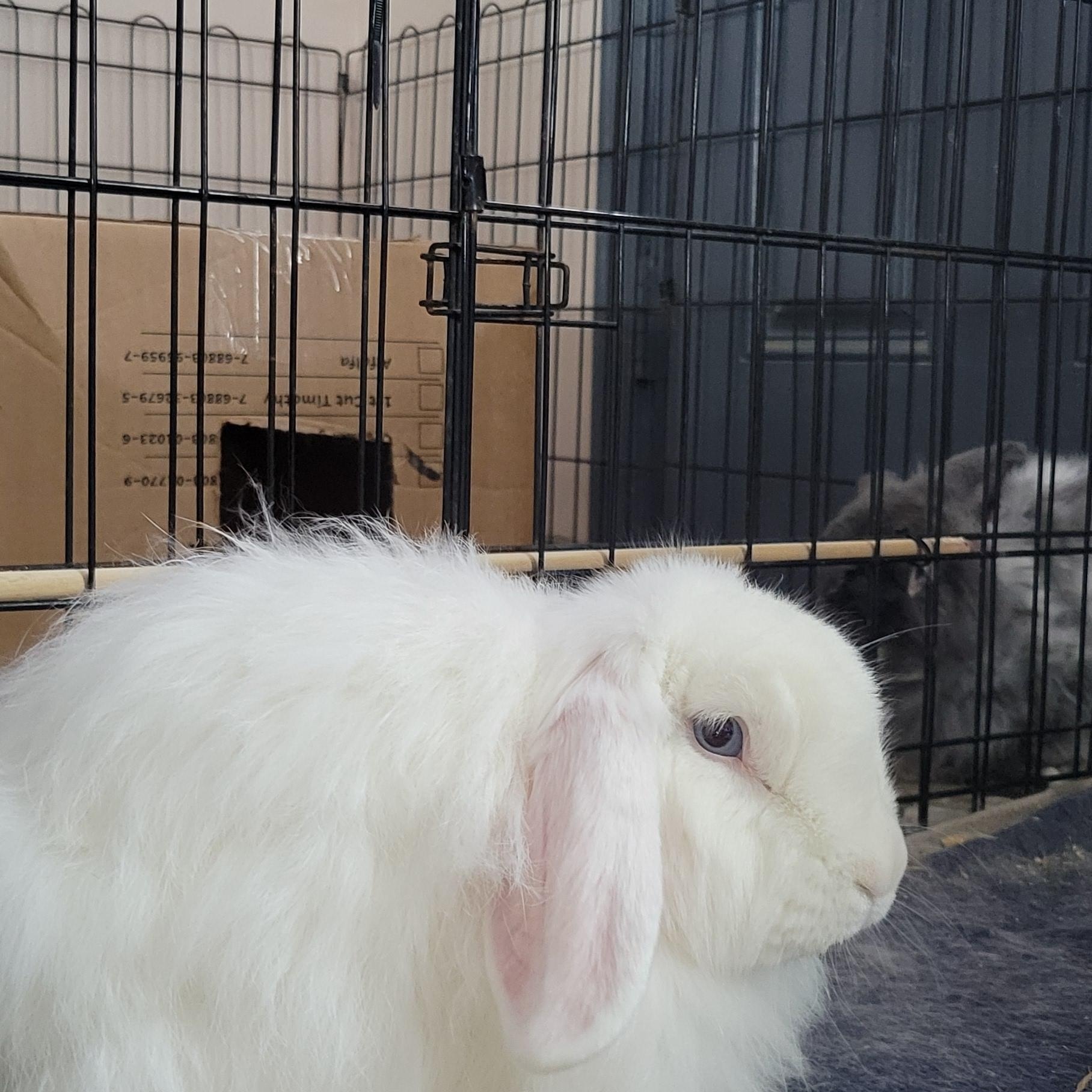 Enlarge Lillian and Ozzy OzzBunn, a Adoptable mixed breed in Seminary, MS image 5/5