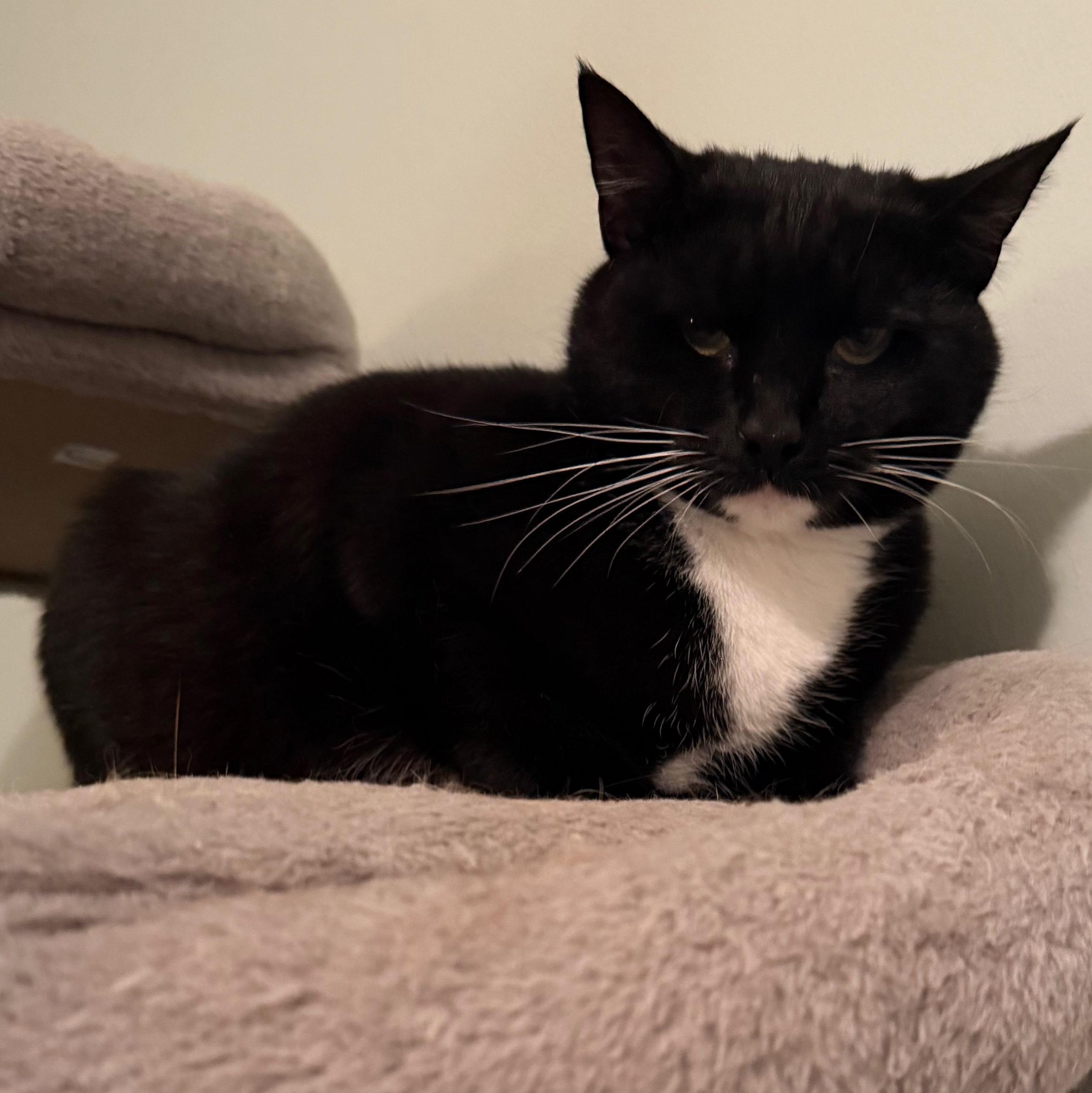 Enlarge Athena - Greensboro, GA, a ADOPTABLE Domestic Short Hair in Athens, GA image 3/3