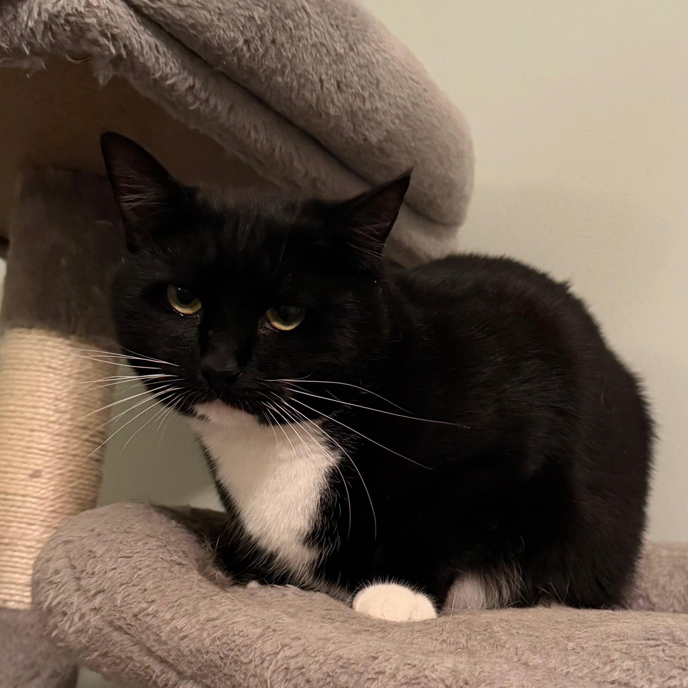 Athena - Greensboro, GA, ADOPTABLE, Adult Female Domestic Short Hair.