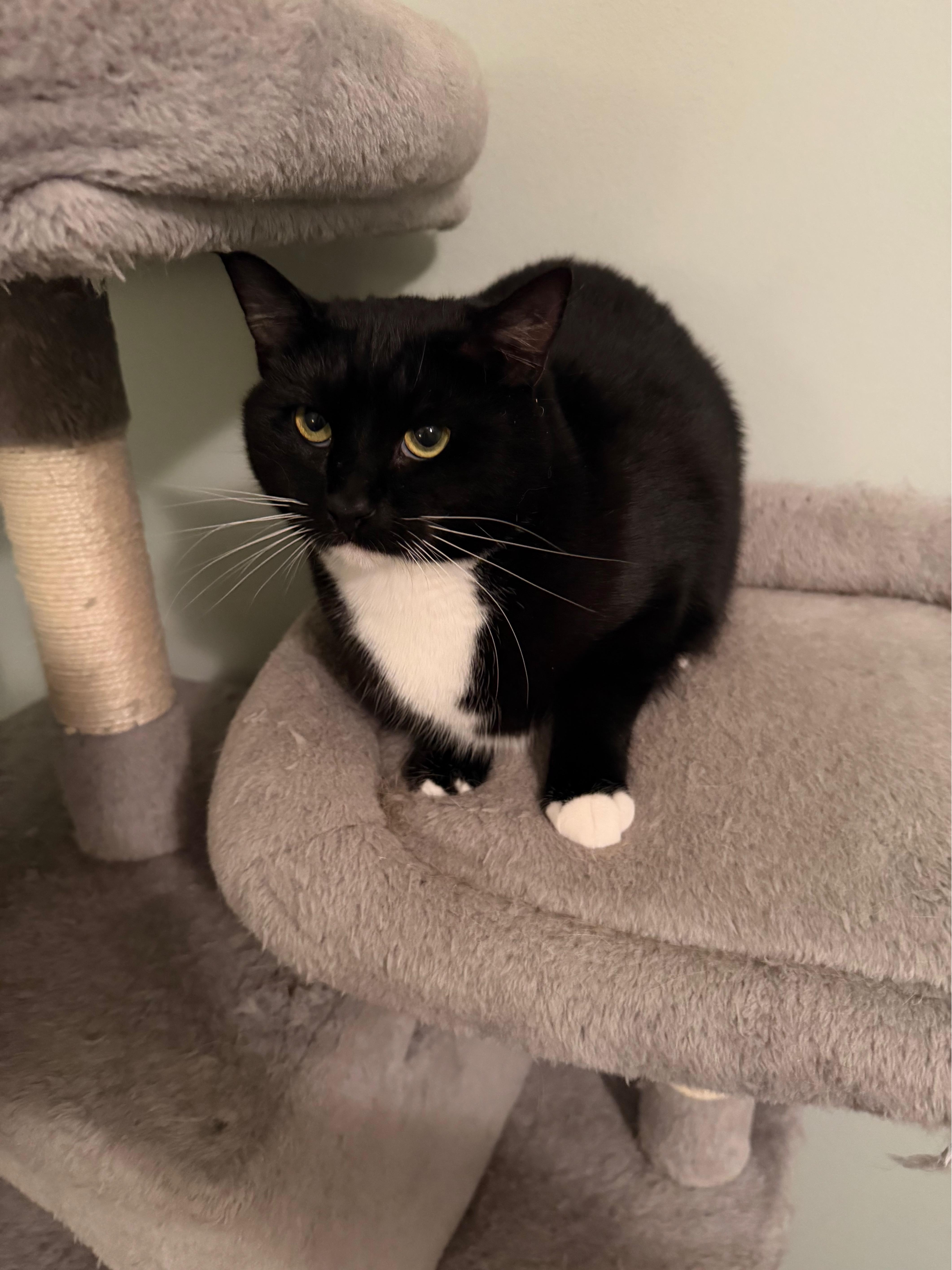 Enlarge Athena - Greensboro, GA, a ADOPTABLE Domestic Short Hair in Athens, GA image 2/3