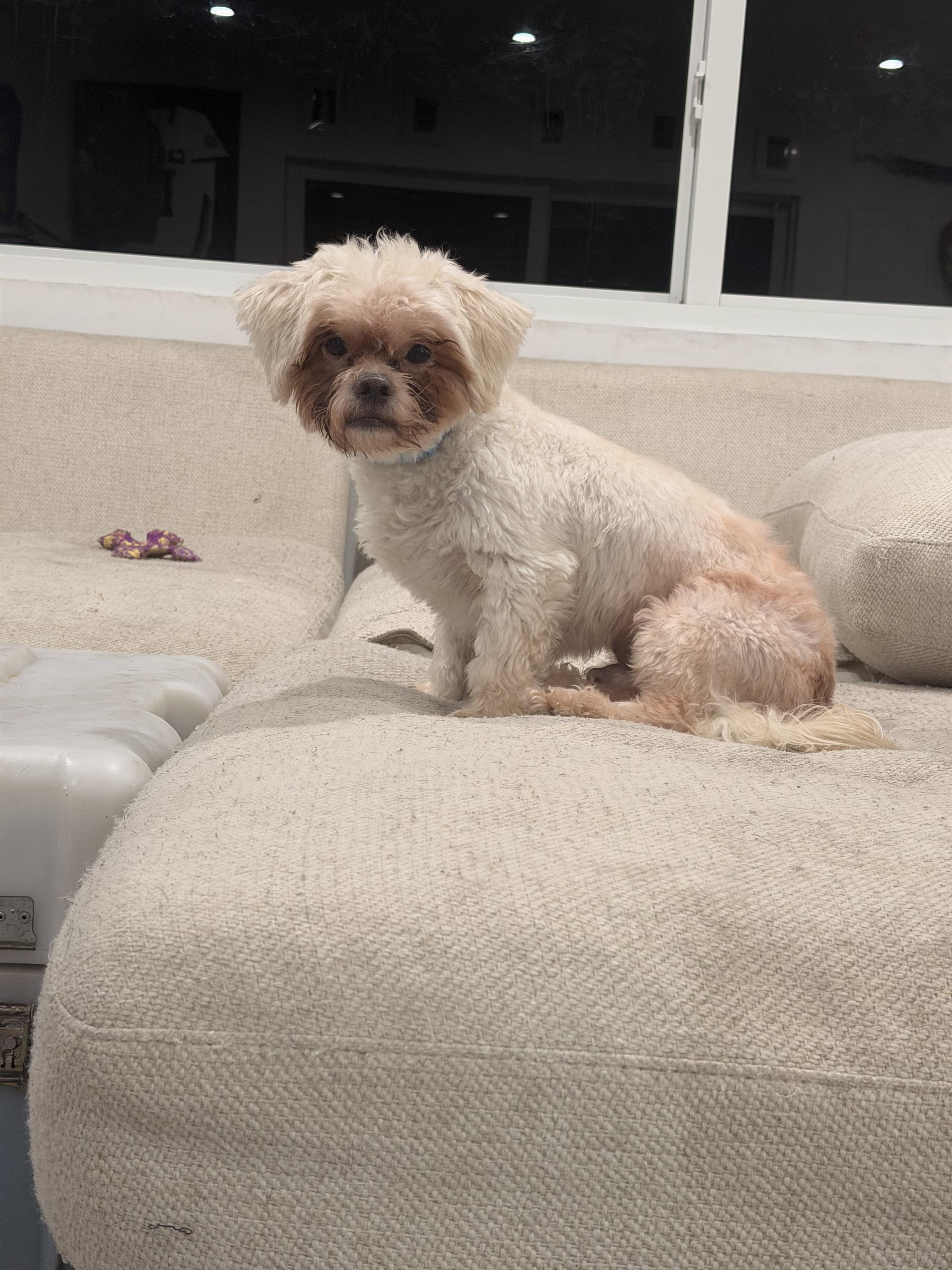 Enlarge Snowball, a ADOPTABLE mixed breed in North Miami, FL image 3/6