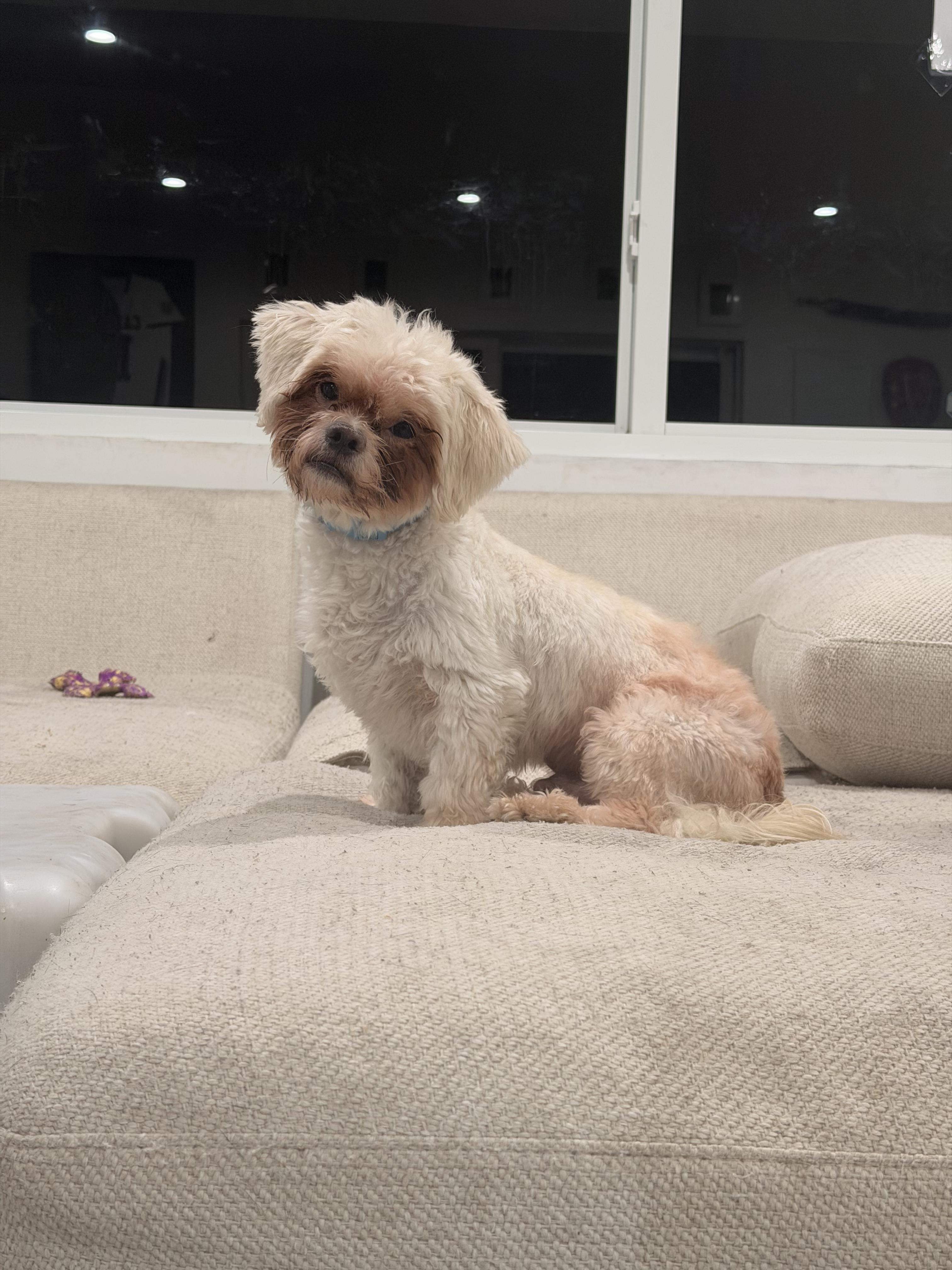 Enlarge Snowball, a ADOPTABLE mixed breed in North Miami, FL image 5/6