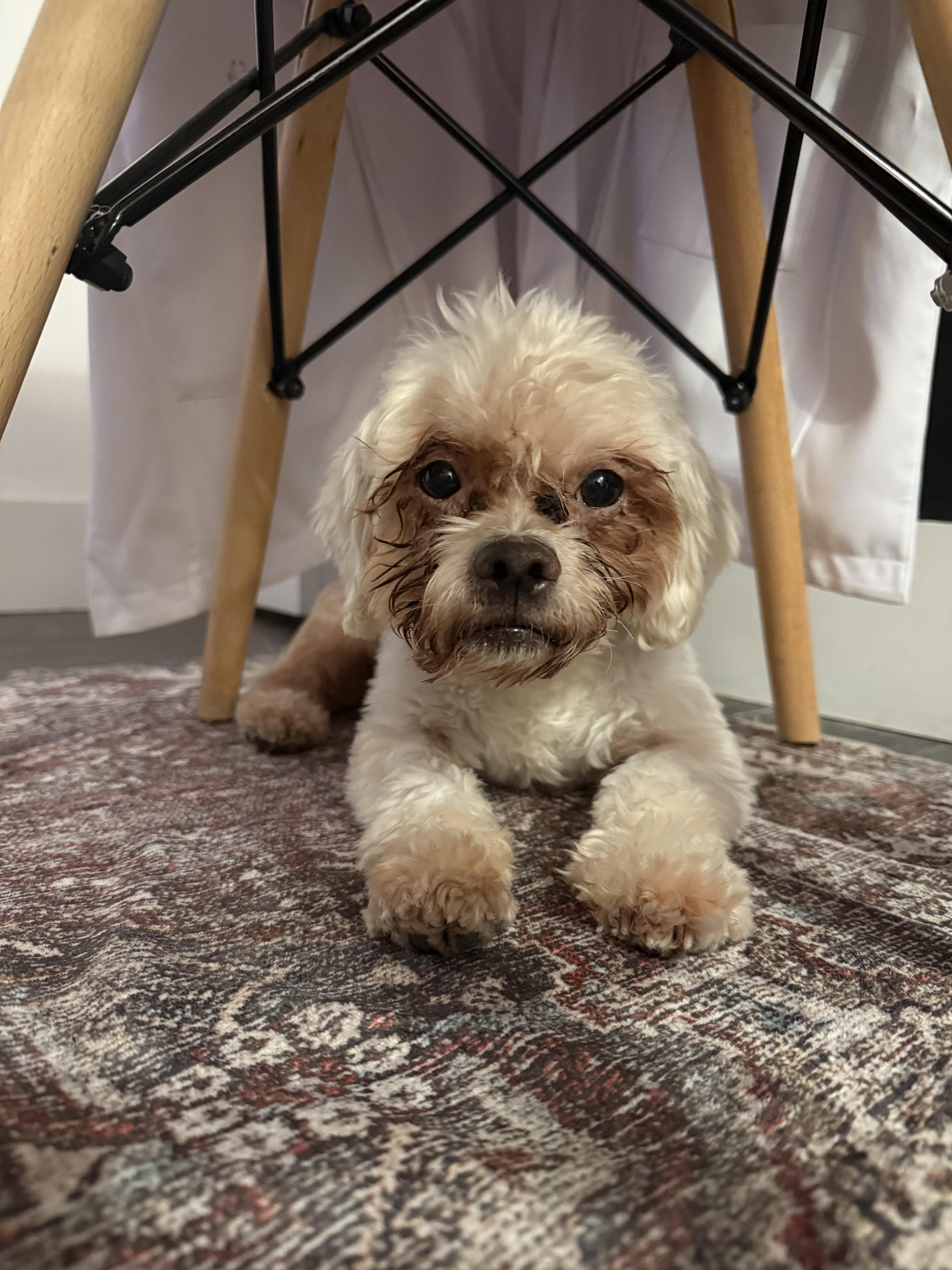 Enlarge Snowball, a ADOPTABLE mixed breed in North Miami, FL image 6/6