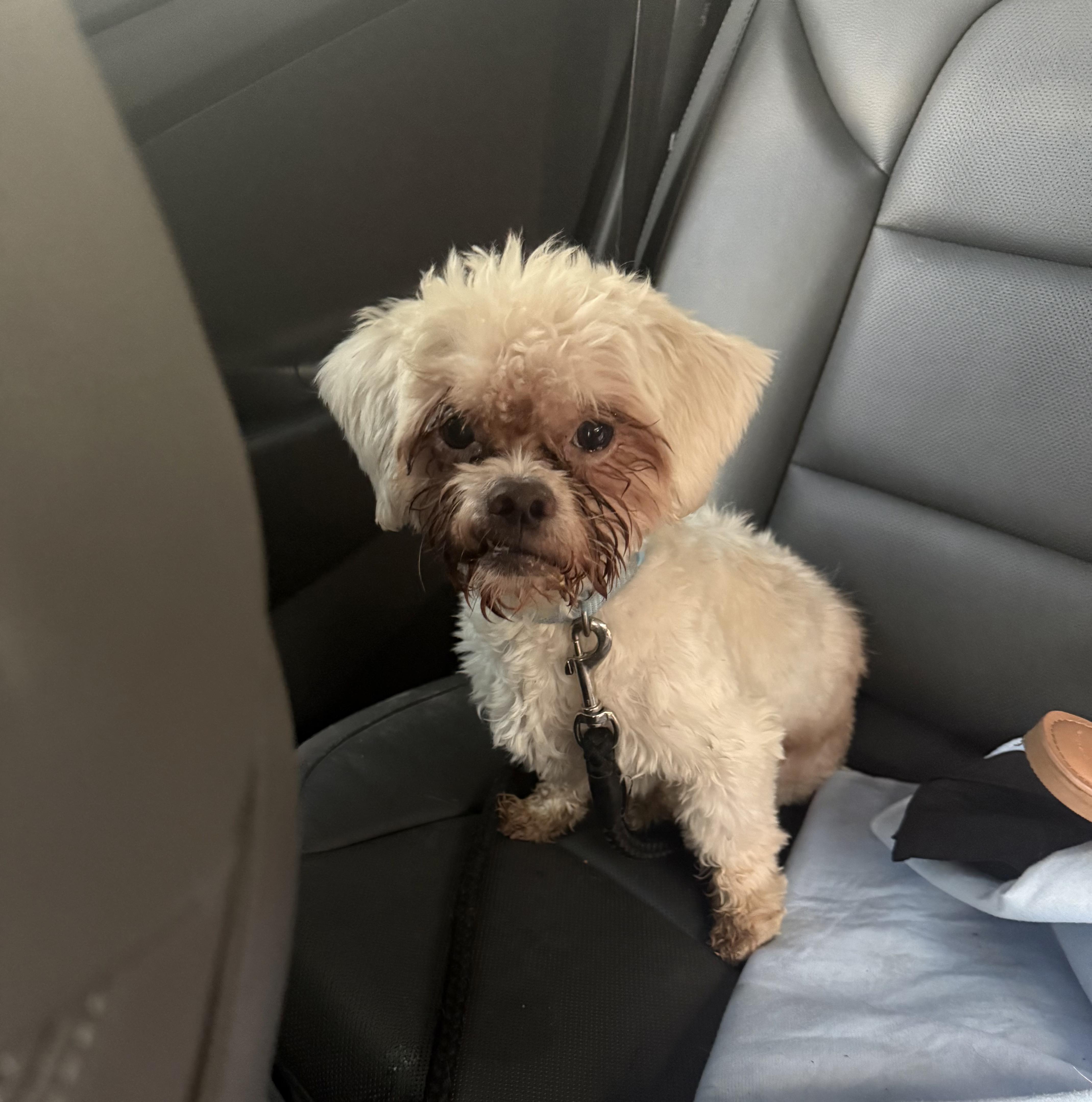 Snowball, ADOPTABLE, Adult Male Shih poo.