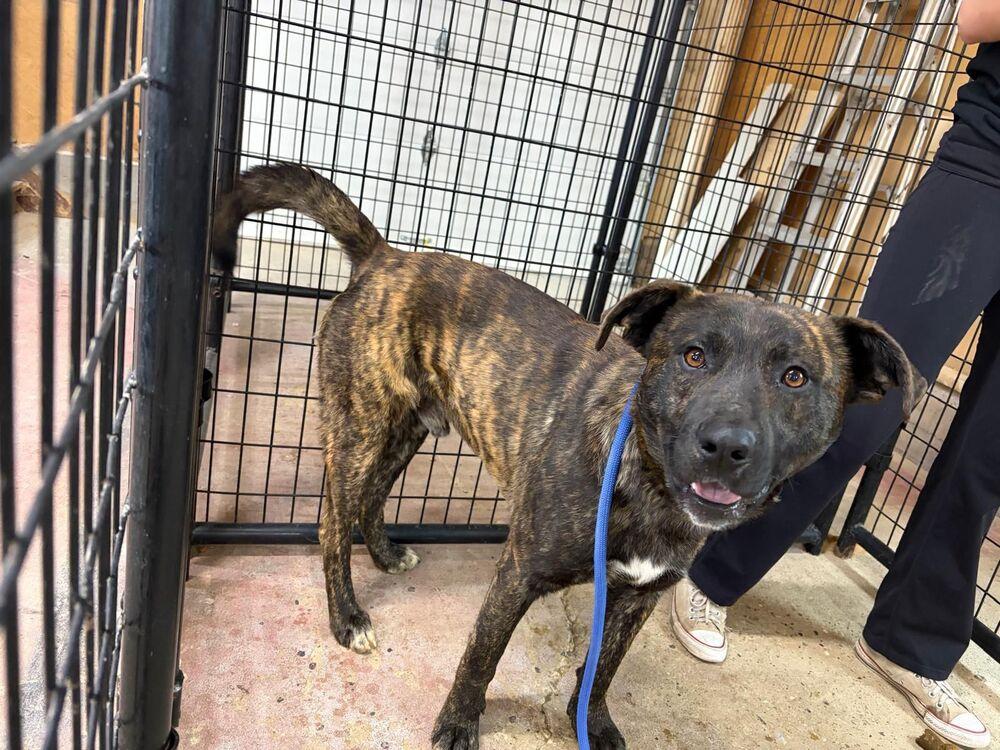 Enlarge Dasher, a Adoptable mixed breed in Calgary, AB image 1/1