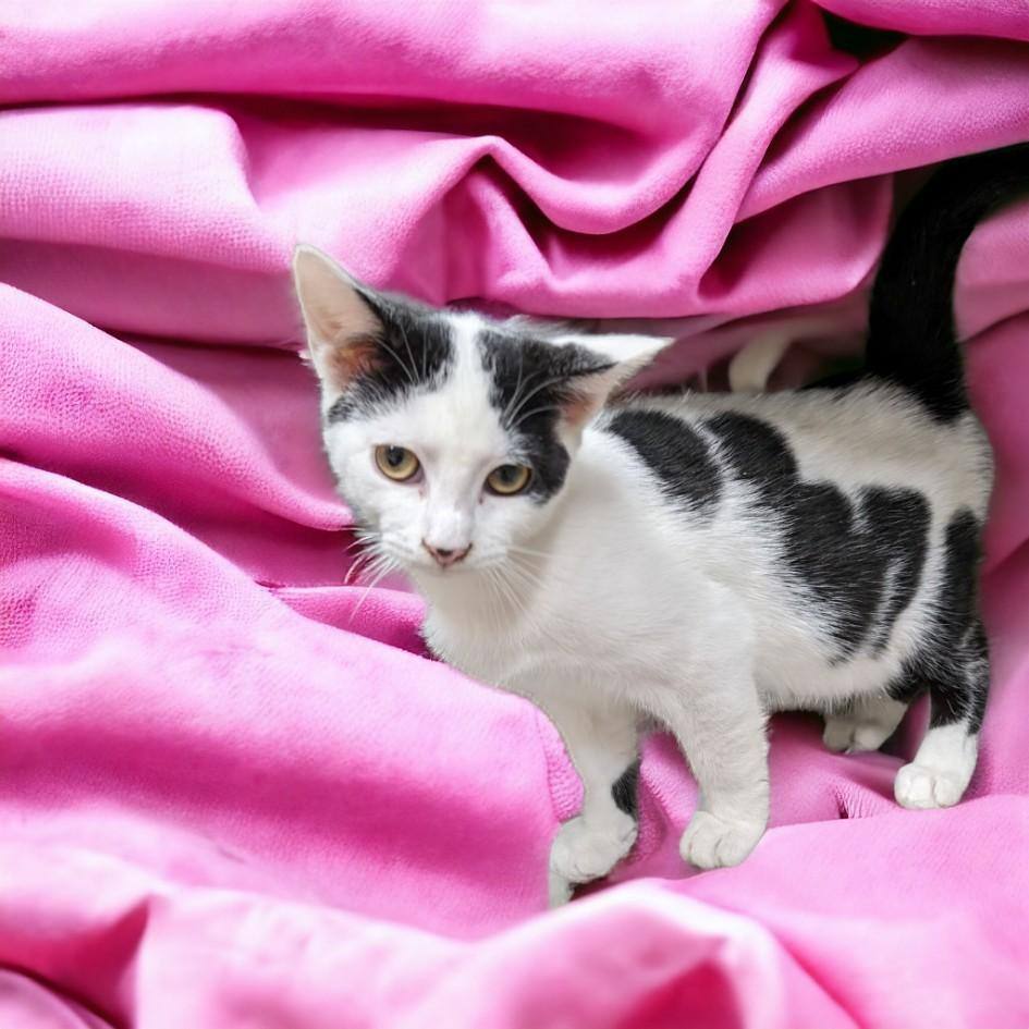 Cowboy & Chevy - Bonded Pair, a Adoptable Domestic Short Hair in Wilmington, OH image 2/5