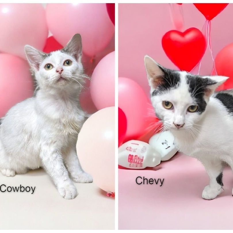 Cowboy & Chevy - Bonded Pair, a Adoptable Domestic Short Hair in Wilmington, OH image 3/5