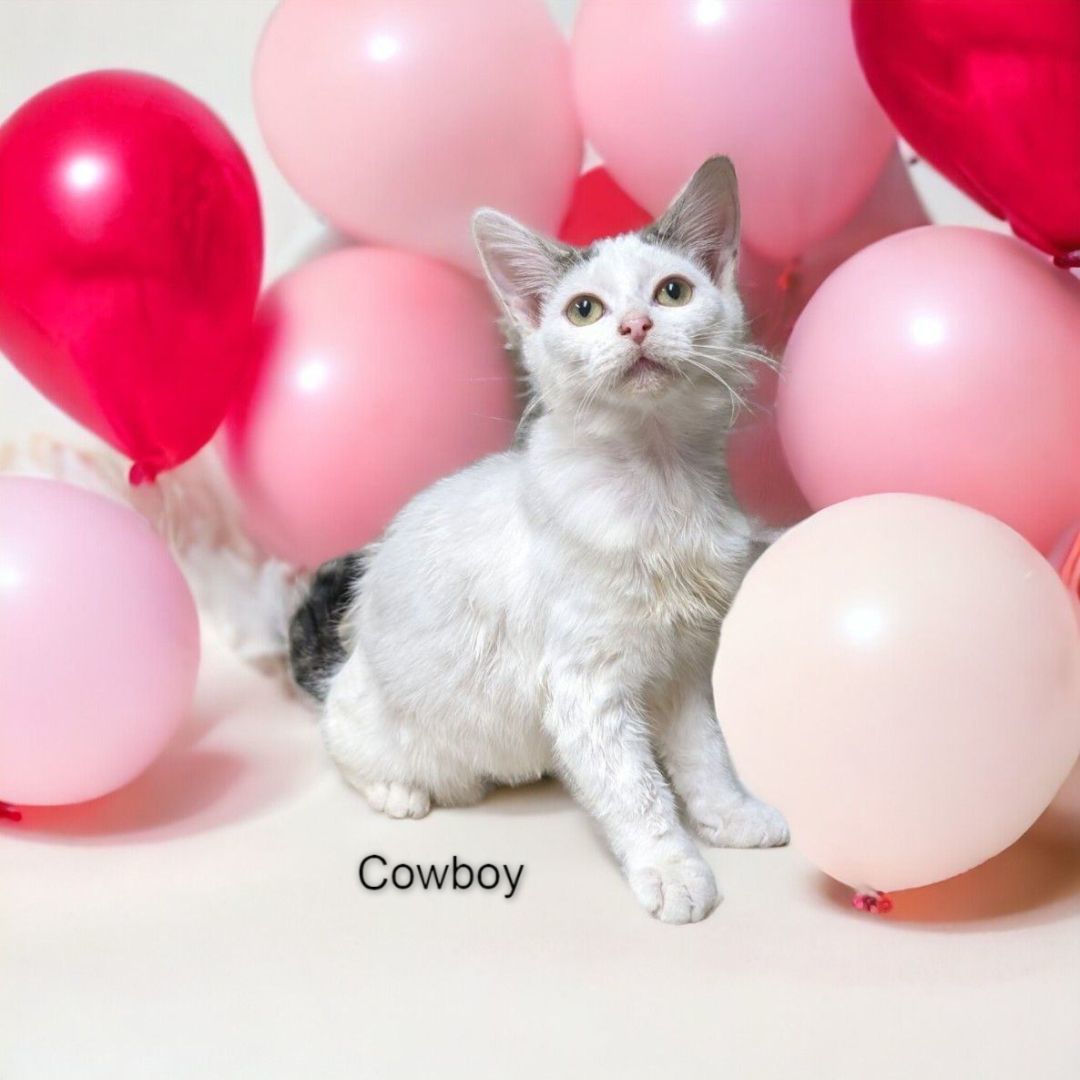 Cowboy & Chevy - Bonded Pair, a Adoptable Domestic Short Hair in Wilmington, OH image 4/5