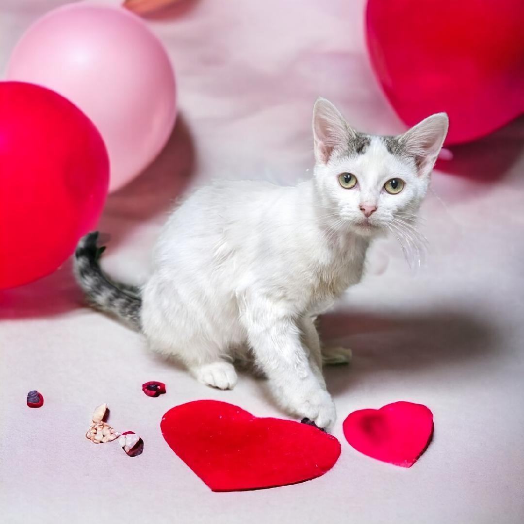 Cowboy & Chevy - Bonded Pair, a Adoptable Domestic Short Hair in Wilmington, OH image 5/5