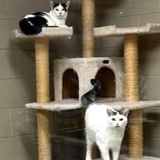 Cowboy & Chevy - Bonded Pair, Adoptable, Young Male Domestic Short Hair.