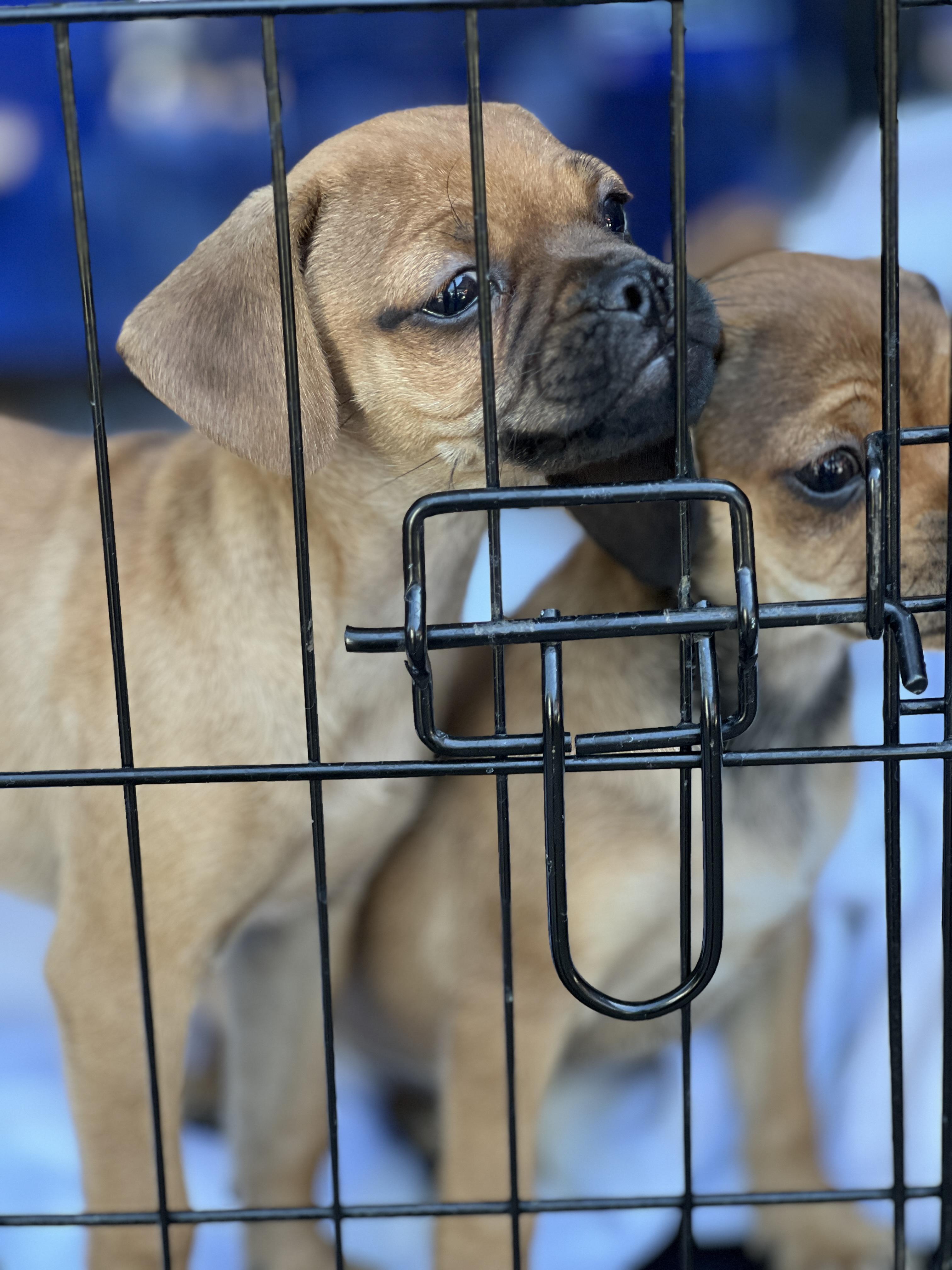 Markee, a Adoptable mixed breed in Hawthorne, CA image 2/3