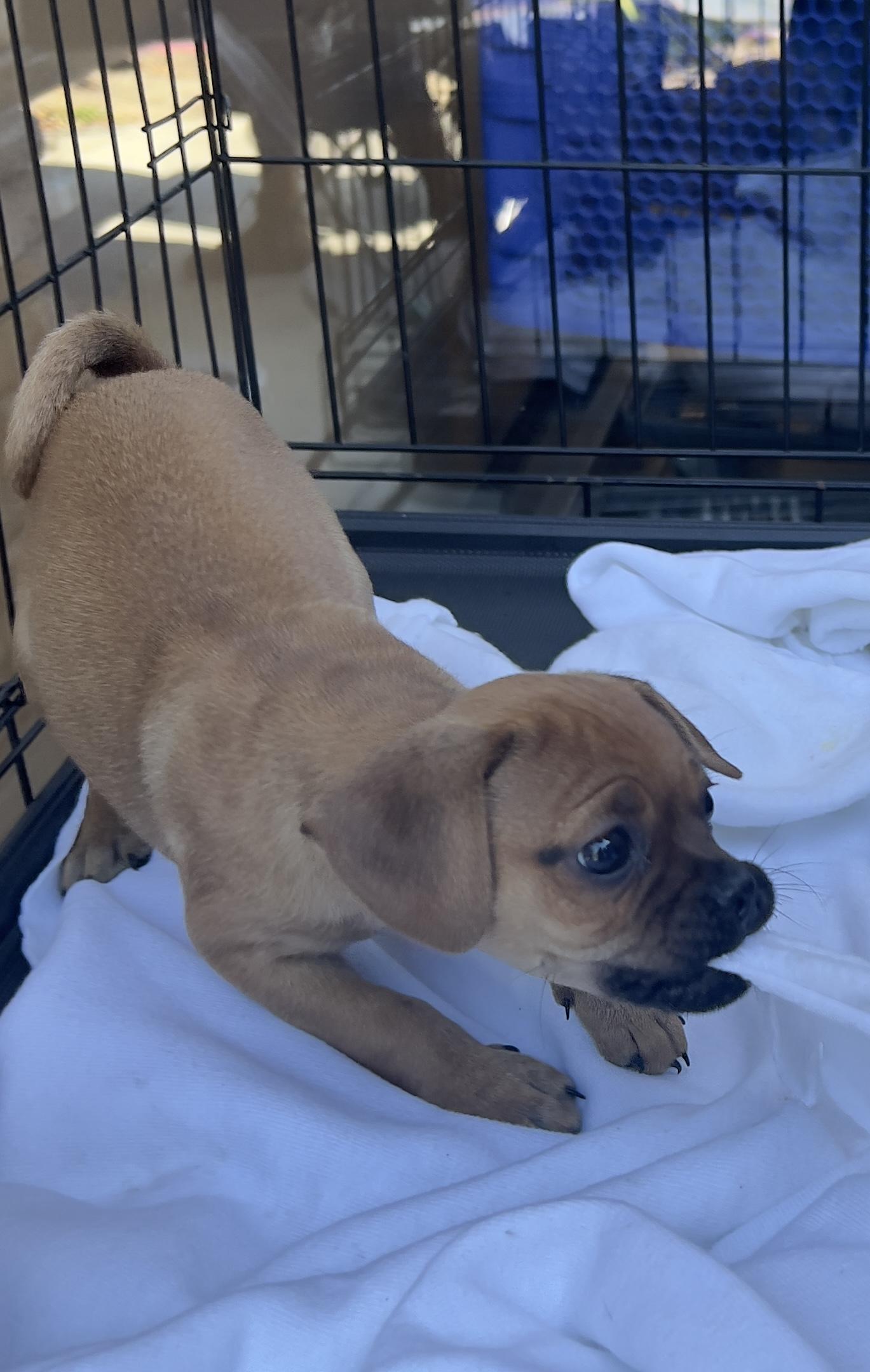 Markee, a Adoptable mixed breed in Hawthorne, CA image 3/3