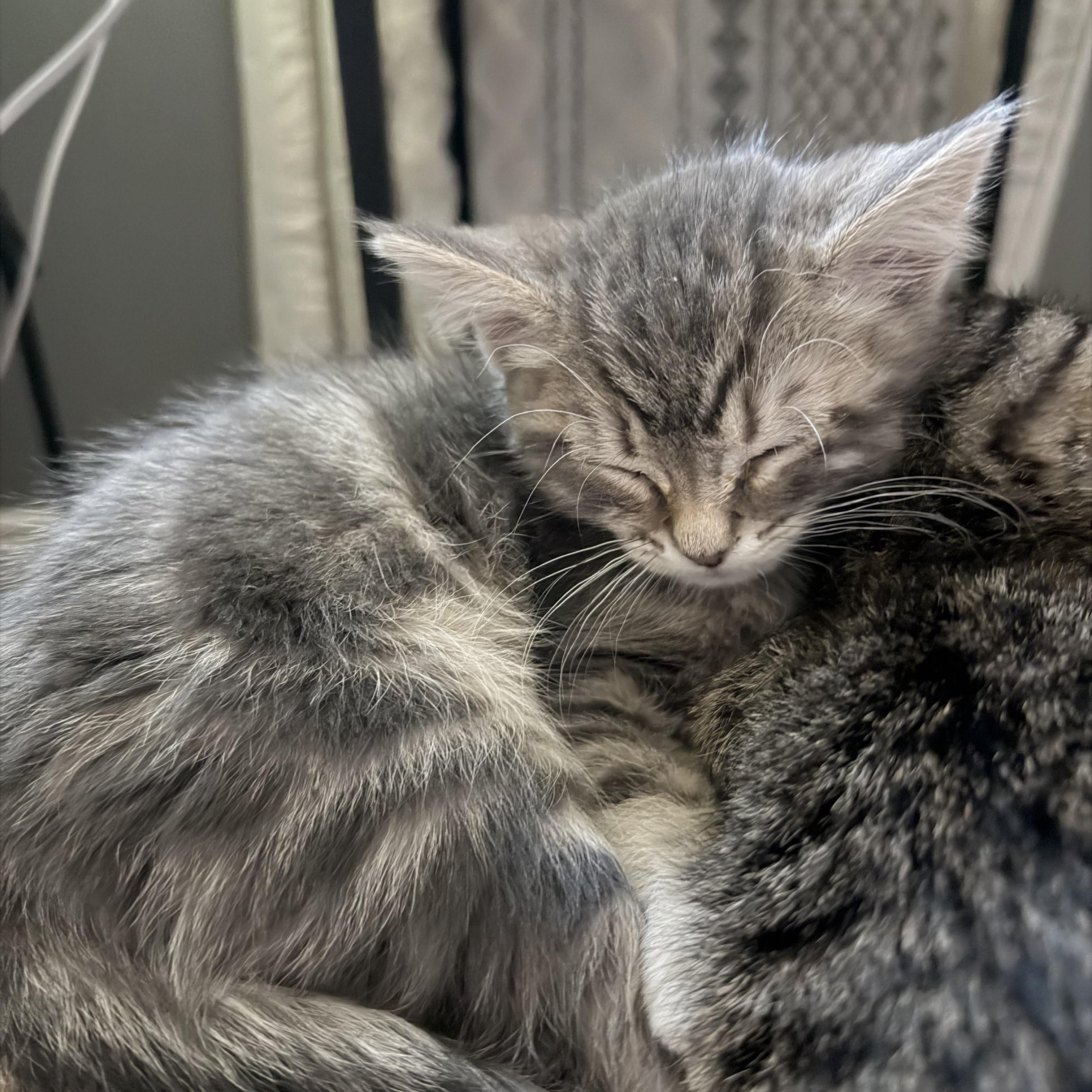 Enlarge Plum, a Adoptable Tabby in Midvale, UT image 2/2