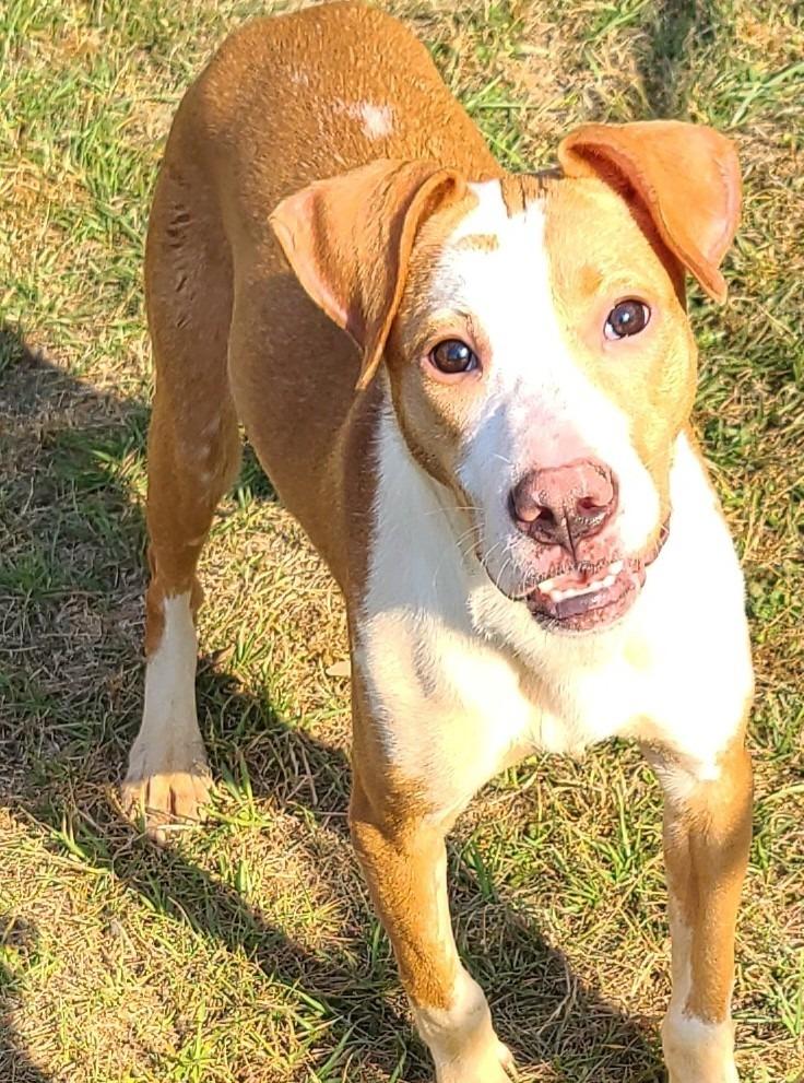 Bella, Adoptable, Puppy Female Pit Bull Terrier & Boxer.
