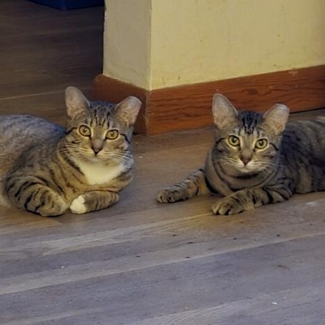 DELANEY & STONIE, Adoptable, Young Female Domestic Short Hair.