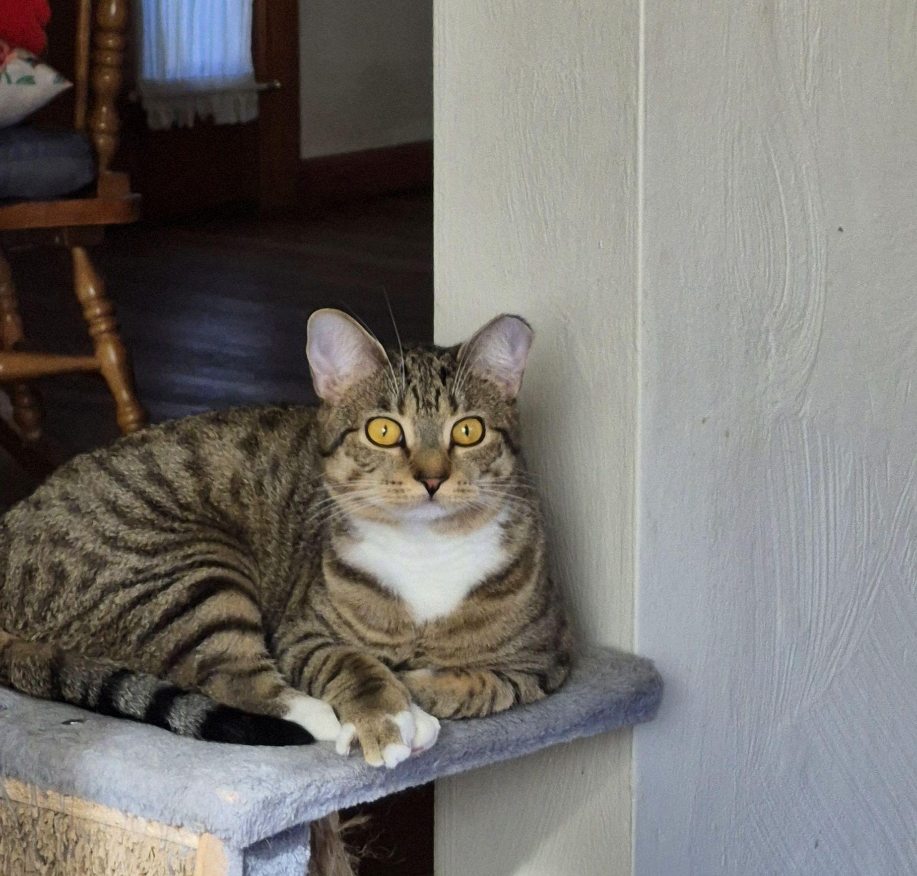 DELANEY & STONIE, a Adoptable Domestic Short Hair in Pittsburgh, PA image 2/4