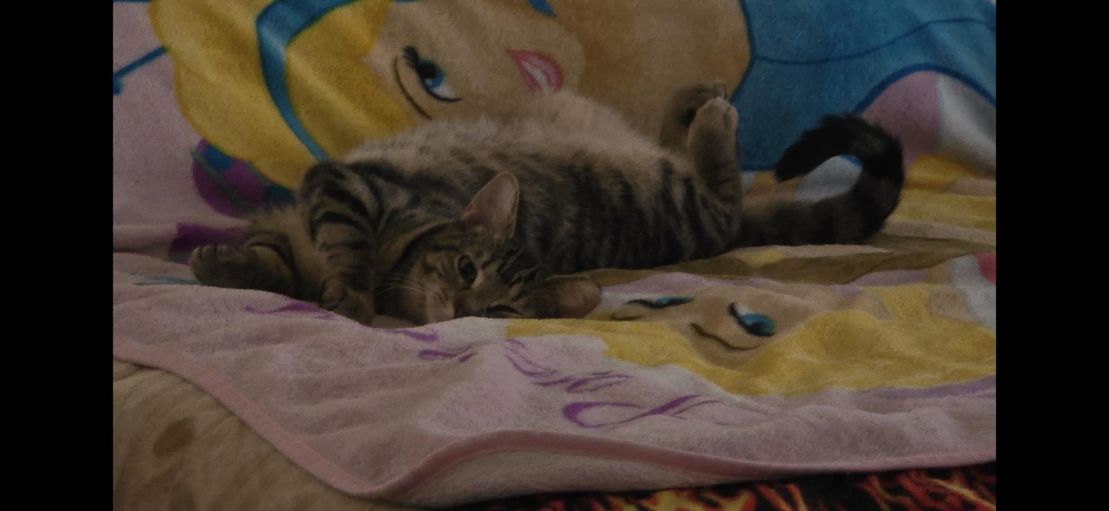 DELANEY & STONIE, a Adoptable Domestic Short Hair in Pittsburgh, PA image 3/4