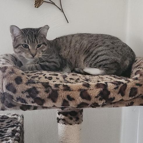 DELANEY & STONIE, a Adoptable Domestic Short Hair in Pittsburgh, PA image 4/4