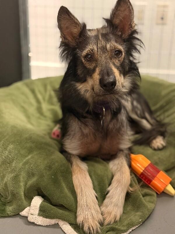 Whiskey, Adoptable, Adult Female Shepherd & Xoloitzcuintli / Mexican Hairless.
