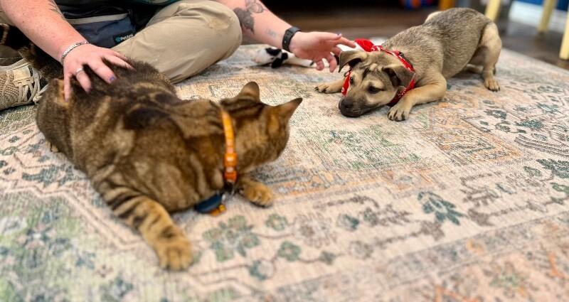 Cash Prize The Jackpot of Joy — thumbnail 2