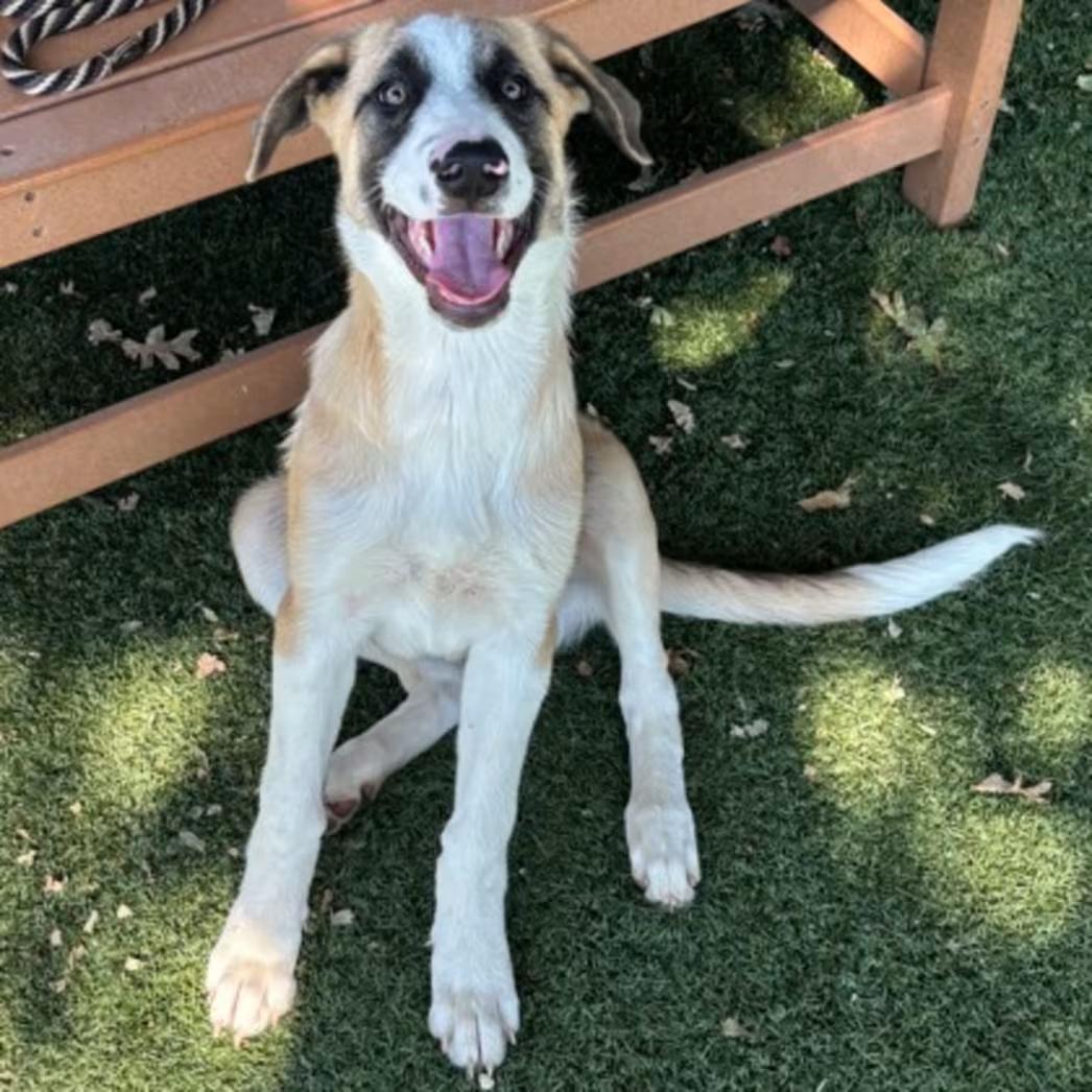 Gabriella, a ADOPTABLE mixed breed in Red Bluff, CA image 1/2