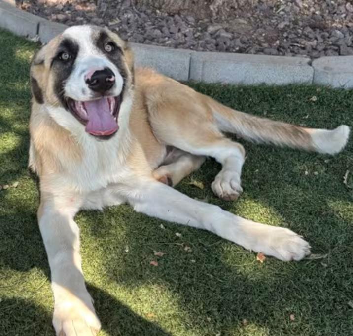 Gabriella, a ADOPTABLE mixed breed in Red Bluff, CA image 2/2