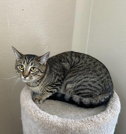 Enlarge Mochi, a ADOPTABLE Domestic Short Hair in Marshall, TX image 1/1