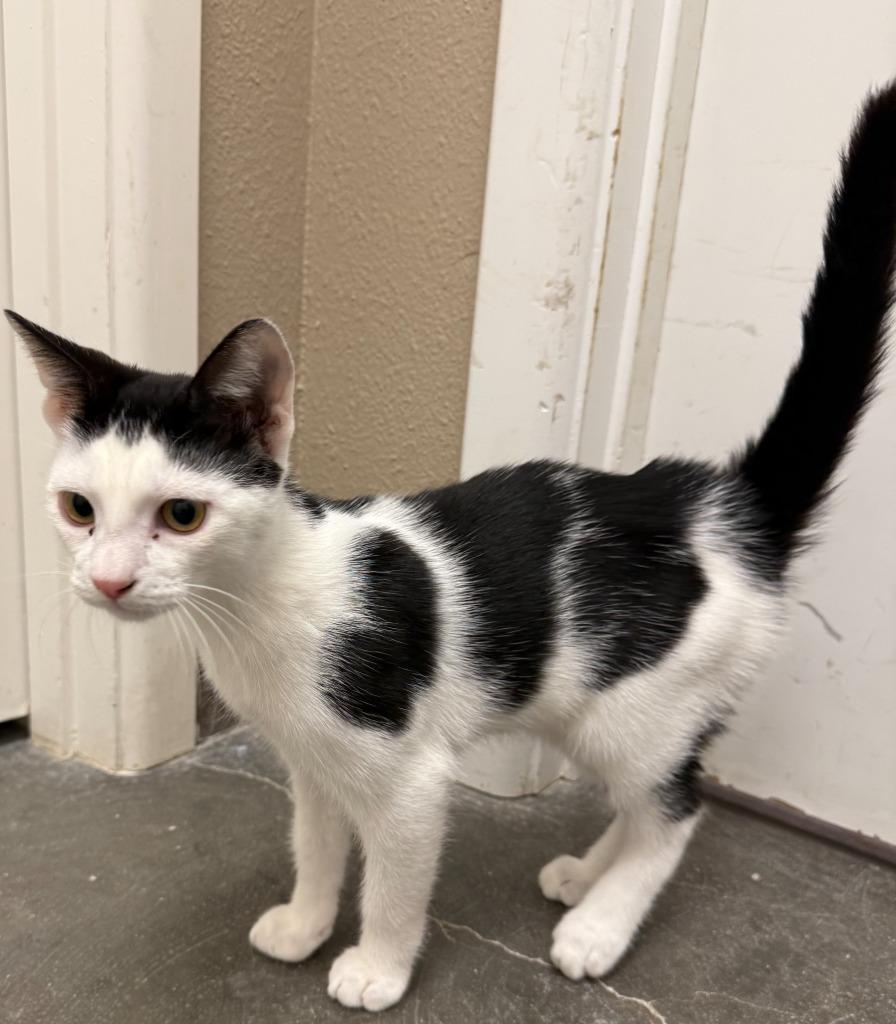 Ziggy, Adoptable, Kitten Male Domestic Short Hair.