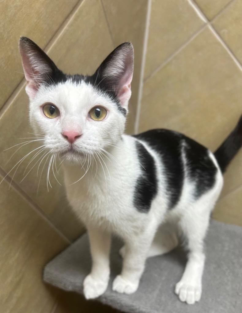 Enlarge Ziggy, a Adoptable mixed breed in Midland, TX image 2/2