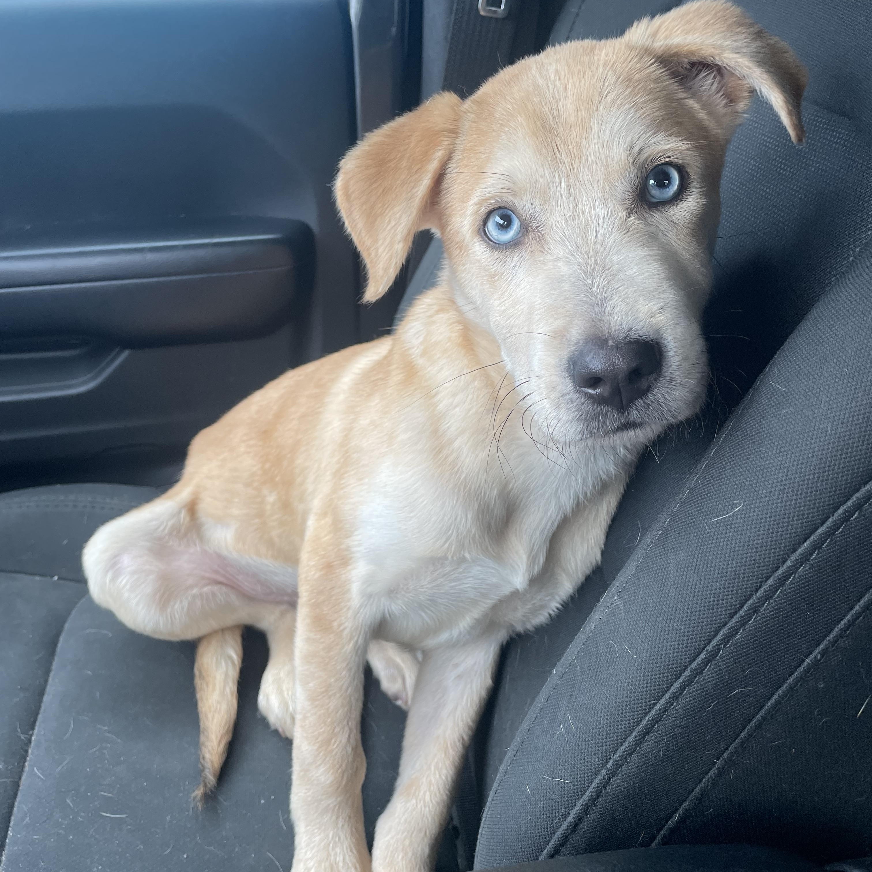Groot, adopted, Puppy Male Labrador Retriever & Husky.