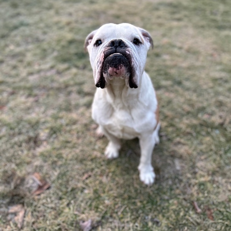 Archie, Adoptable, Adult Male English Bulldog & American Bulldog.