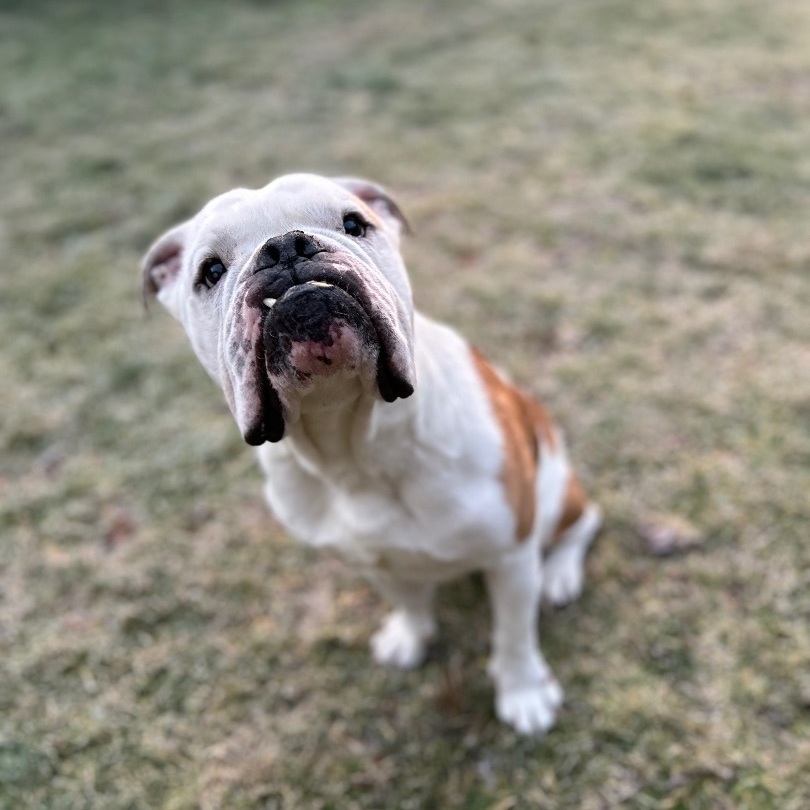 Enlarge Archie, a Adoptable mixed breed in Colebrook, CT image 2/4