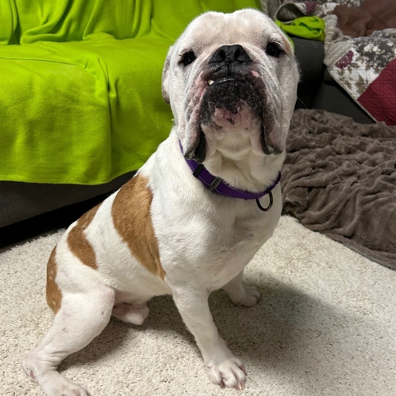 Enlarge Archie, a Adoptable mixed breed in Colebrook, CT image 3/4