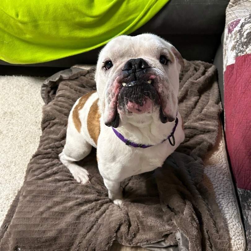 Enlarge Archie, a Adoptable mixed breed in Colebrook, CT image 4/4