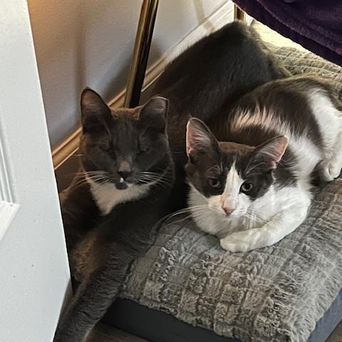 Enlarge Sully, a ADOPTABLE Domestic Medium Hair in Manorville , NY image 3/4